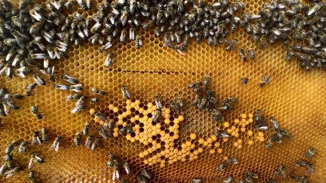 Detailed Texture Of Honeycomb With Many Busy Honey Bees
