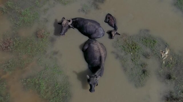 Aerial View of Water Buffaloes Bathing in Muddy Wetlands of Yala National Park Sri Lanka