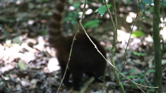 White Nosed Coati foraging in Corcovado National Park, Costa Rica