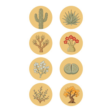 Set of eight desert succulent plant circular flat illustration badges on warm beige backgrounds, cactus, aloe, caudex plants, lithops drought-resistant houseplant graphic collection