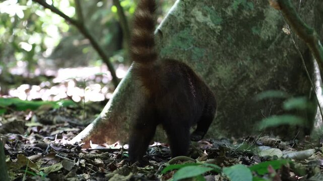 White Nosed Coati foraging in Corcovado National Park, Costa Rica