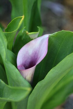 zantedeschia aethiopica