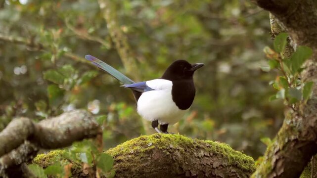 A European Magpie (*Pica pica*) displays a striking black-and-white plumage, accented by a blue-purple sheen on its wings and long tail.