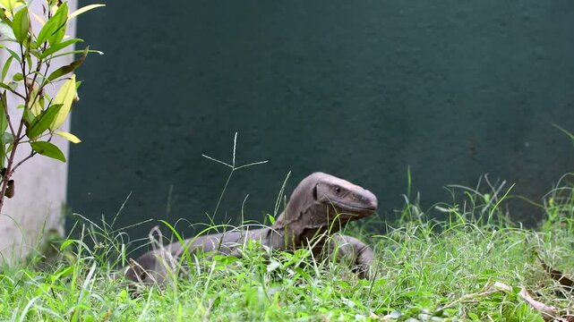 Bengal Monitor Lizard Resting in Grass Near Rural Village in Sri Lanka