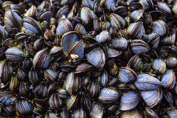 Close-up of bivalve mussels growing on a rock © Olha K