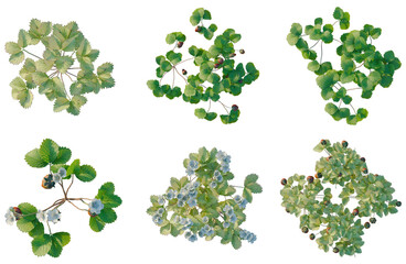 Obraz premium Set of Fragaria tree plan, top view, cutout, transparent background, isolate, Collection of ornamental plants with leaves and flowers - perfect for landscaping design