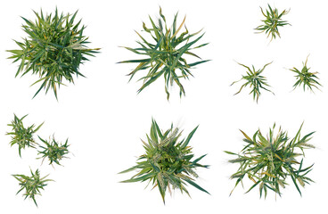 Fototapeta premium Set of Triticum tree plan, top view, cutout, transparent background, isolate, Collection of green ornamental grasses with seed heads, isolated on a transparent background.