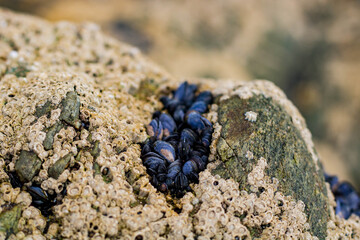 A row of mussels growing on a rock surrounded by barnacles on the Irish coast in sunny weather, Cockles of the Irish Coast © Olha K