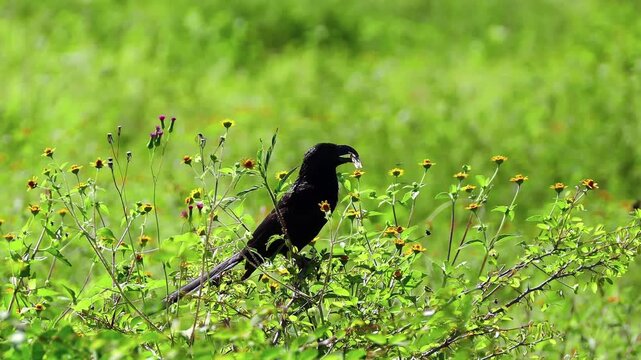 A black bird with a curved beak (such as an Ani or a coucal) perched atop a bush filled with yellow wildflowers.