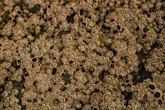 A close-up shot of barnacles (Balanus) growing on the rocky surface of the Irish coast.