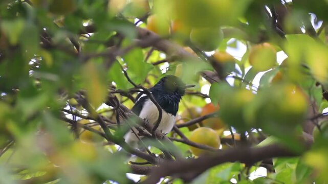 A soothing scene of natural beauty unfolds as an Oriental Magpie-Robin, with its distinctive black-and-white plumage, perches casually on the branch of a citrus tree. 