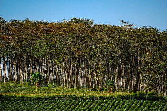 Tall albizia trees plantation on hill above farm fields.