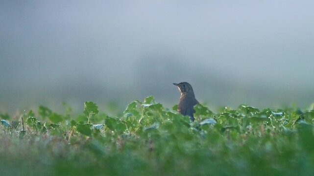 Fieldfare Foraging in Young Rapeseed Field During Autumn Morning Light | 4K Wildlife