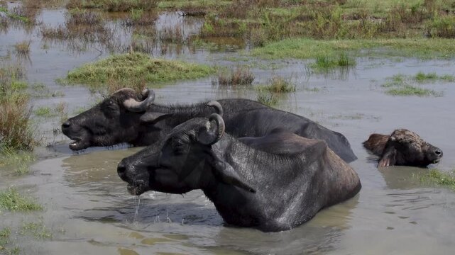 Water Buffaloes Bathing in Wetlands to Cool Down Under the Sun in Yala Sri Lanka