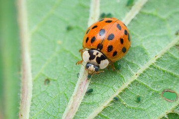 Close-up of a Asian ladybug on a stinging-nettle eating delicious aphids   Harmonia axyridis © David Daniel
