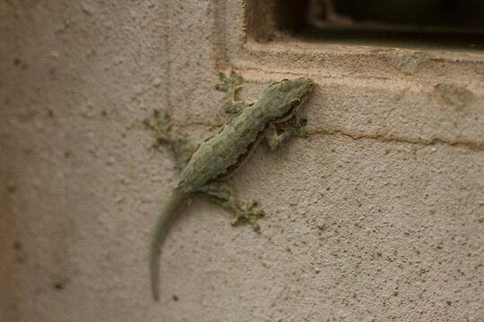 lizard on the wall