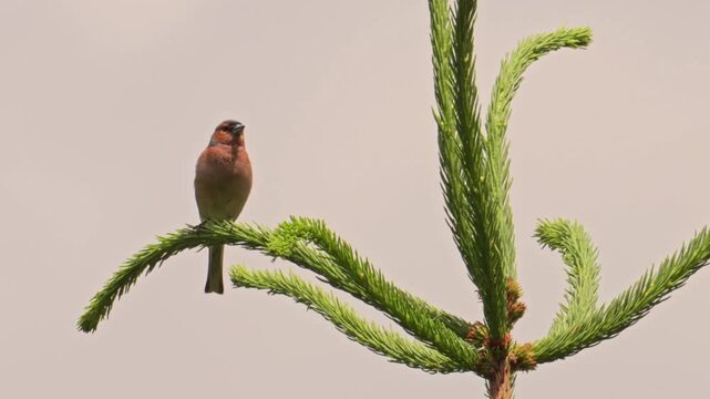 A beautiful moment featuring a finch (a type of chaffinch) perched calmly on the curved tip of a spruce fir branch.