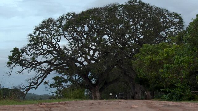 Tuk tuk parked beneath large tree beside lake in Udawalawe National Park Sri Lanka