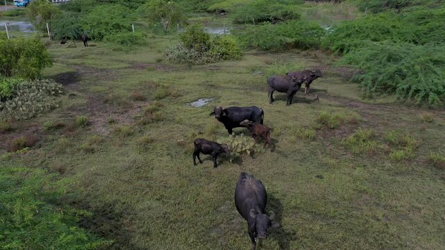 Aerial View of Water Buffaloes Grazing in Wetlands of Yala National Park Sri Lanka