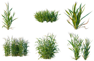 Fototapeta premium Set of Hordeum tree plan, top view, cutout, transparent background, isolate, Variety of Grass Plants - Collection of Different Types for Landscape Design and Natural Scenery