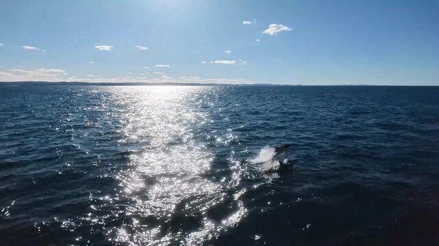 Dolphins Leaping Across Open Ocean Surface