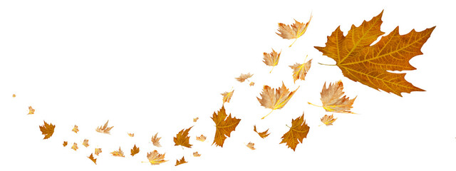 Fototapeta premium leaf autumn wave flightbackground - 3d rendering