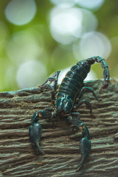 A scorpion is clinging to the wall.