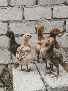 duck and ducklings