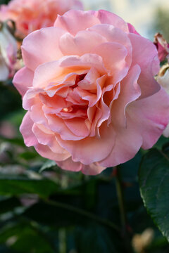 amazing peach-apricot rose peach -pink color blossoming at cloudy  day. close up