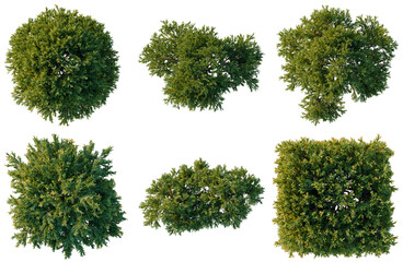 Fototapeta premium Set of Juniperus occidentalis Rheingold tree plan, top view, cutout, transparent background, isolate, Collection of Lush Green Trees - Various Shapes and Sizes for Landscape Design & Visuals