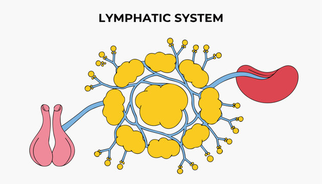 Very beautiful realistic vector illustration of the Lymphatic System featuring lymph nodes, lymph vessels, spleen, thymus, and a bold label reading "LYMPHATIC SYSTEM", isolated on white background.