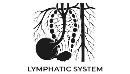 Naklejka premium Very beautiful black and white realistic vector illustration of the Lymphatic System featuring engraved lymphatic anatomy with a bold label reading 