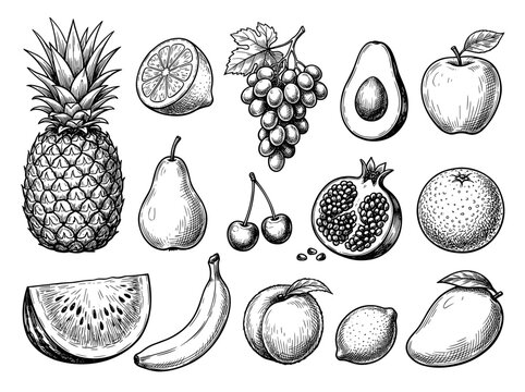 Black ink sketch of assorted fruit collection, isolated on white background, hand drawn botanical illustration
