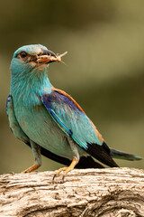 Obraz premium European Roller Perched with Grasshopper Prey