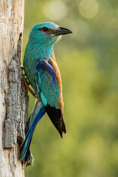 European Roller Perched on Tree Trunk Near Nest Cavity