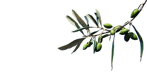 Obraz premium olives leaves on branch green isolated