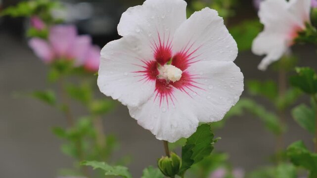 White hibiscus syriacus flower with red center and water drops blooming in garden