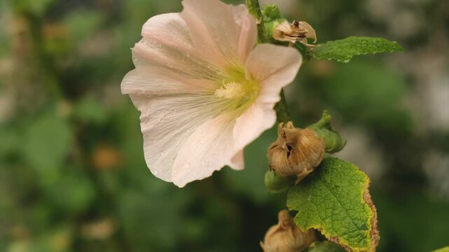 Pale pink hollyhock flower with water drops blooming in summer garden close up