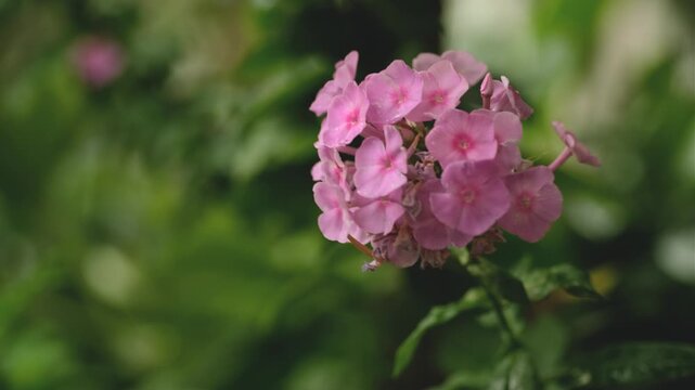 Pink phlox paniculata flowers with water drops blooming in summer garden close up
