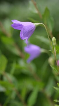 Purple platycodon balloon flower blooming and swaying in summer garden close up vertical video