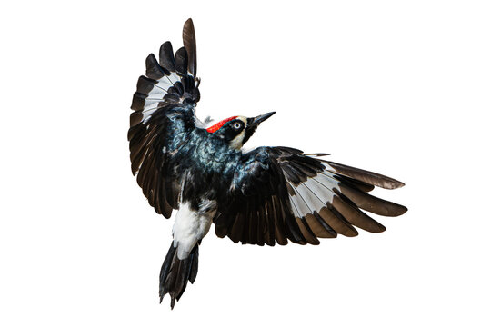 Acorn Woodpecker (Melanerpes formicivorus) Photo, in Flight on an Isolated Transparent PNG Background