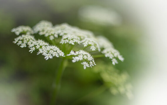 White Cowparsnip wildflower with soft focus and fading to transparent on the edges of the frame. Heracleum maximum.
