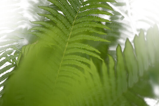 Bright green ostrich fern with blurred foreground element and semi-transparent background. Matteuccia.
