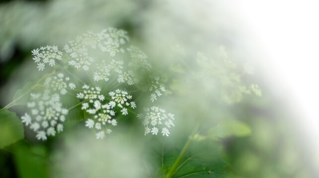 White Cowparsnip wildflower with soft focus and fading to transparent on the edges of the frame. Heracleum maximum.
