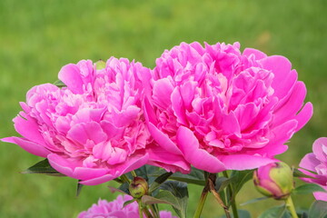 Two gorgeous pink peonies © allegro60