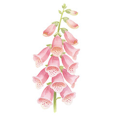 Pink Foxglove Flower: A delicate watercolor illustration of a foxglove plant with numerous bell-shaped pink flowers, each adorned with subtle speckles inside. © bao