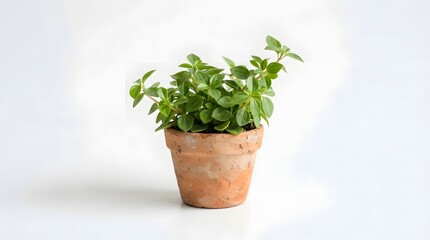 Fototapeta premium herbs in a pot