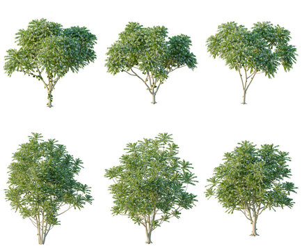 Set of Averrhoa bilimbi tree, elevation, front view, cutout, transparent background, isolate, Collection of lush green trees with intricate foliage - perfect for landscape design projects.