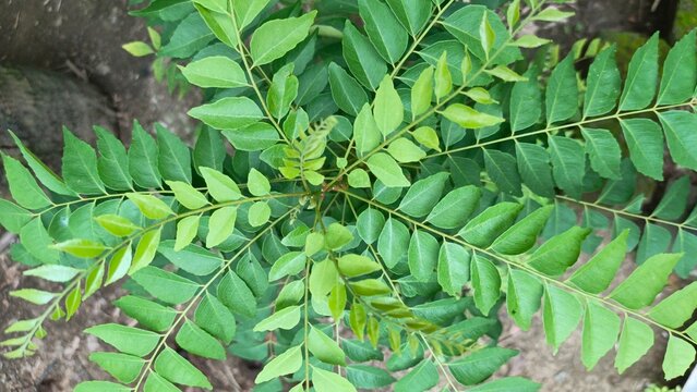 Salam koja (Murraya koenigii) plant in the garden. Commonly known as daun kari, curry tree, curry bush or sweet neem.