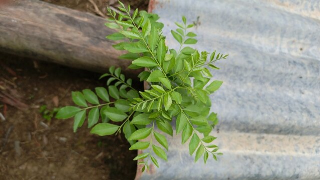 Salam koja (Murraya koenigii) plant in the garden. Commonly known as daun kari, curry tree, curry bush or sweet neem.